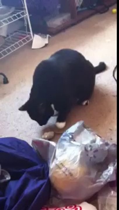A Cat's Good Time