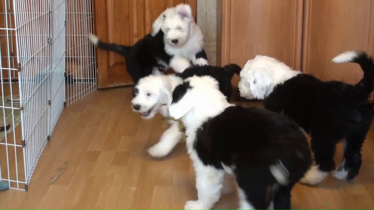 Litter A last video together