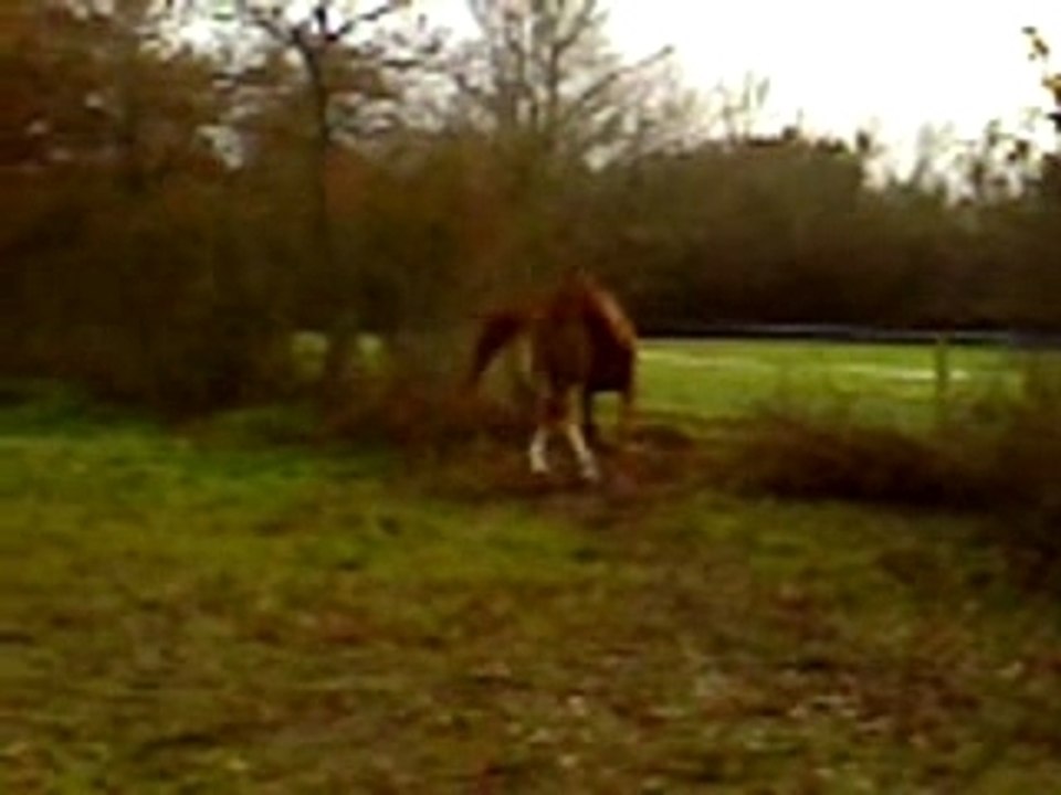 Marquis et Bounty