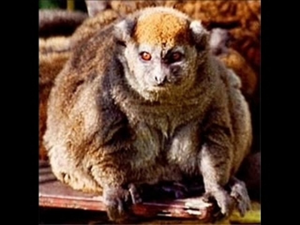 End the Fat