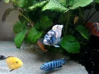 Pseudo Chizumulu: Understanding the Concept