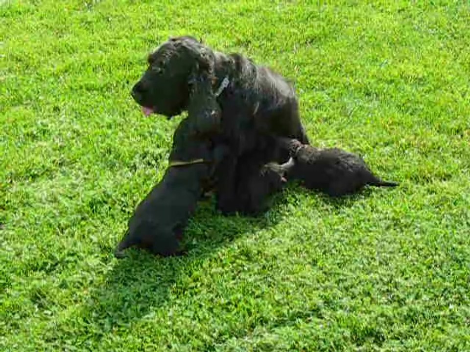 Cocker anglais 4 semaines vidéo1