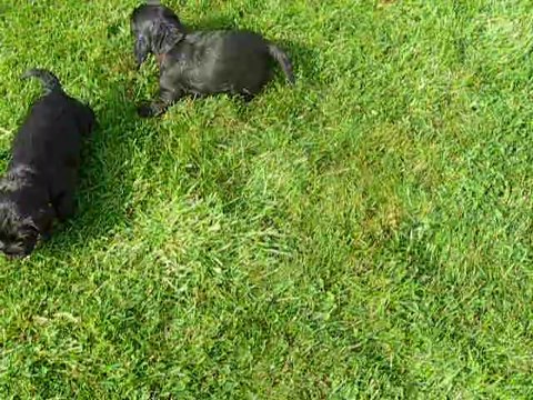 Cocker anglais 4 semaines vidéo3