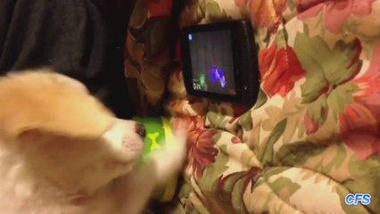 Dogs Playing Fruit Ninja Compilation || CFS