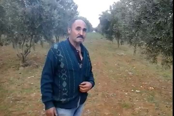 Zeytin,Bağ, Manisa Ahmetli kestelli köyü, Arif tekin
