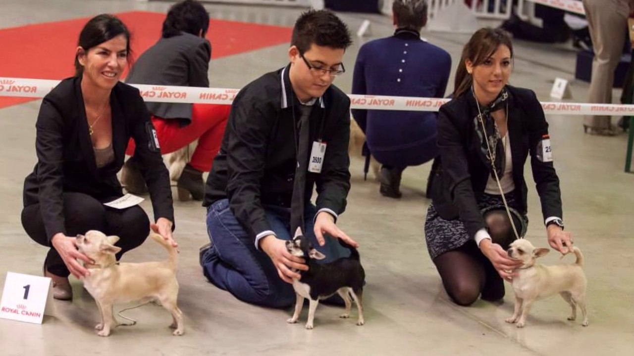 Paris Dog Show
