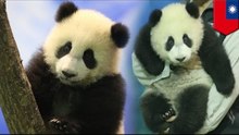 Taipei Zoo's baby panda makes its debut: business opportunity up to $16 million