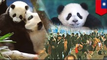 Panda cub makes debut at Taipei zoo in Taiwan