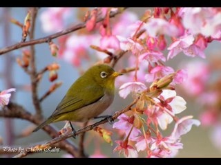 この素晴らしき世界. 夢破れて．ハナミズキ．愛の讃歌
