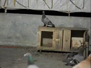 Dogan Polat 2014 Yavru posta güvercinleri Şanlıurfa