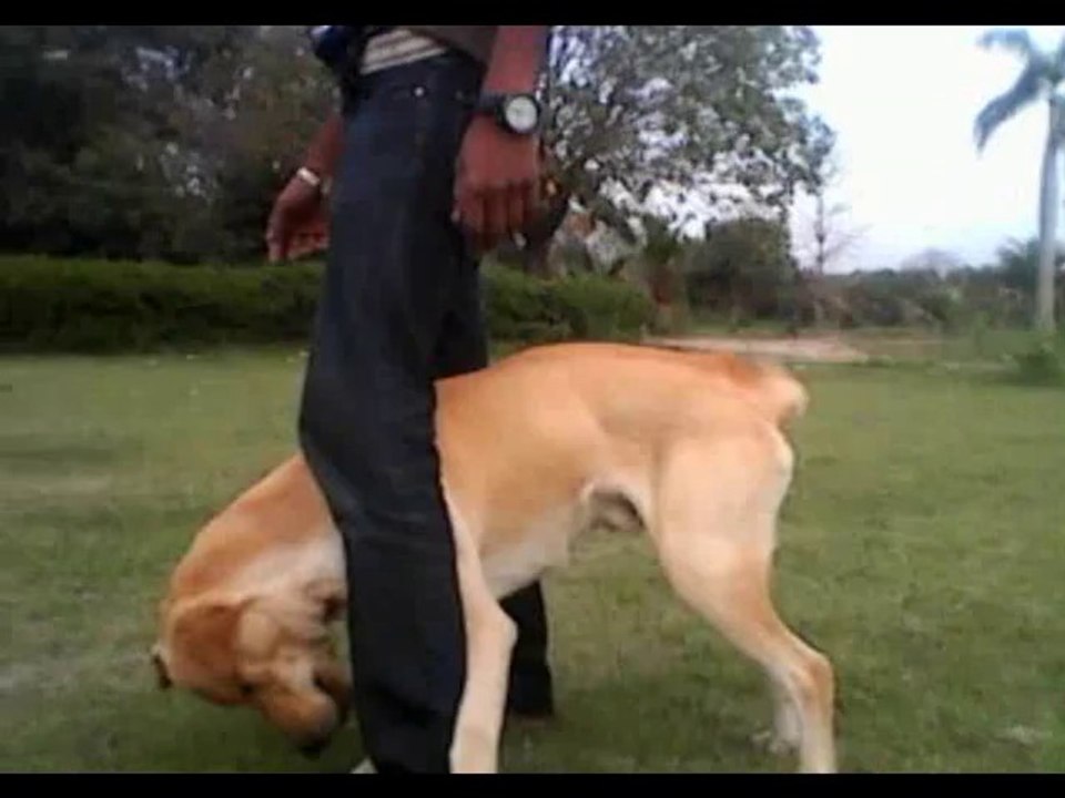Labray dog
