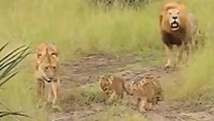 Lion Cubs Try to Mimic Father's Roar