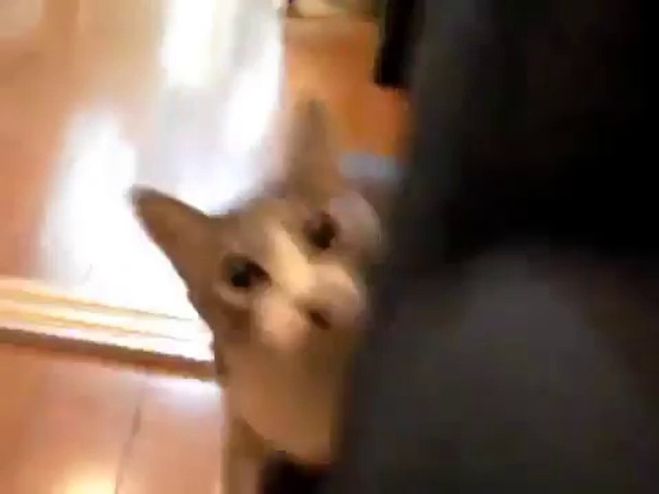 Ce chat est un véritable espion. Il va vous faire mourir de rire