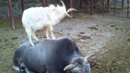 Boğaya masaj yapan keçi