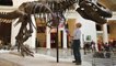 Caring for the world’s most famous T. rex