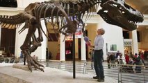 Caring for the world’s most famous T. rex