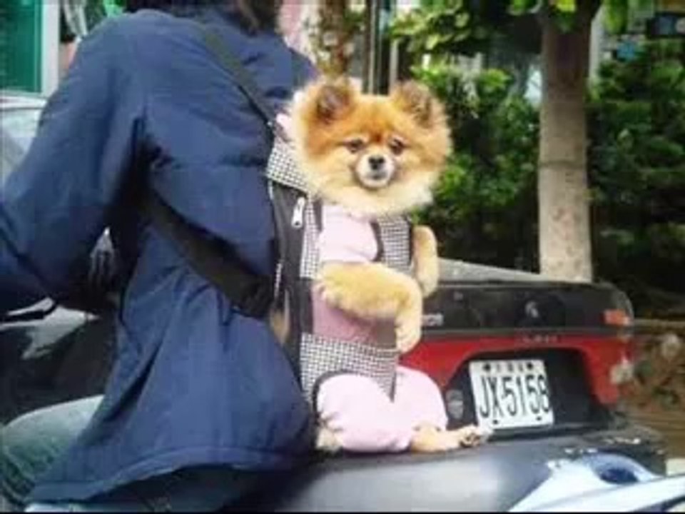 Very Funny aniamal Dogs