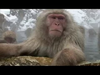 very funny Snow monkey