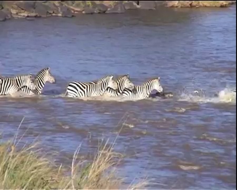 Animal duel,crocodile vs zebra fight to death documentary