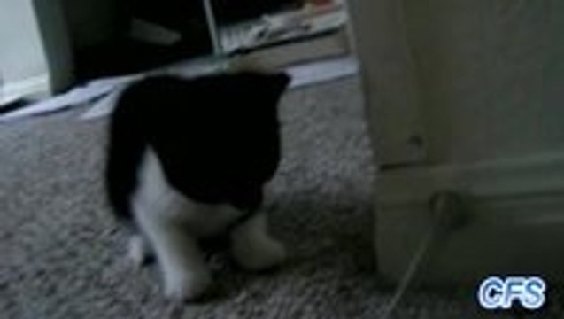 Kittens Vs. Door Stoppers Compilation