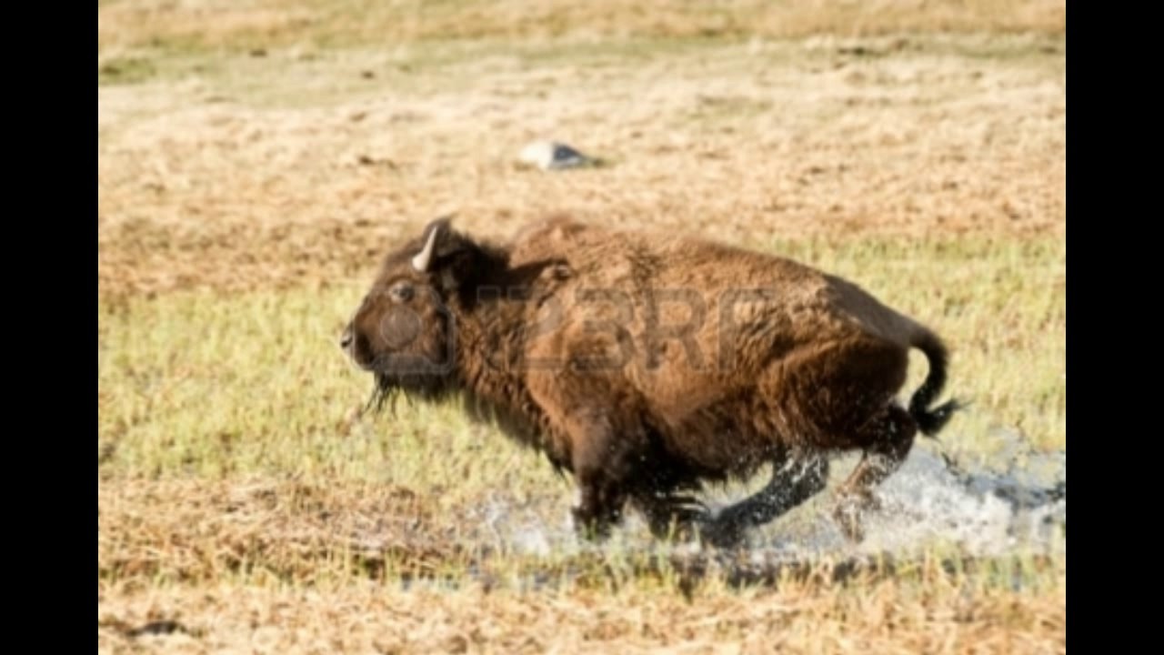 YellowStone NOW A  HERD OF ELK IS SPRINTING AWAY