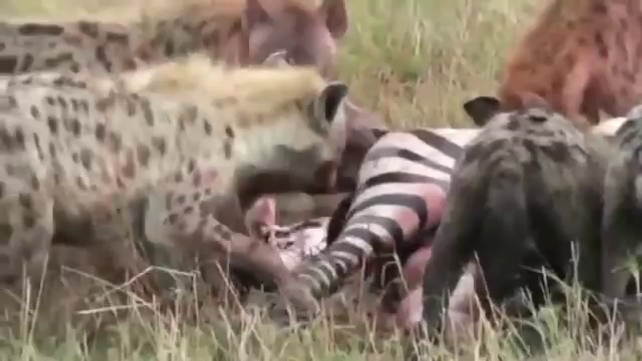 hyenas_with_pregnant_zebra