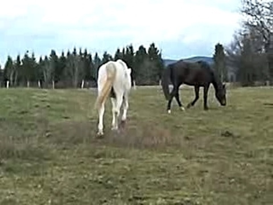 arrivee de mambo