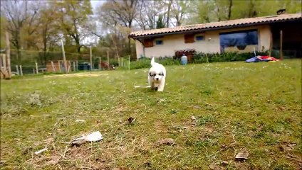 Chiots Dachka et Gazost 6 semaines !