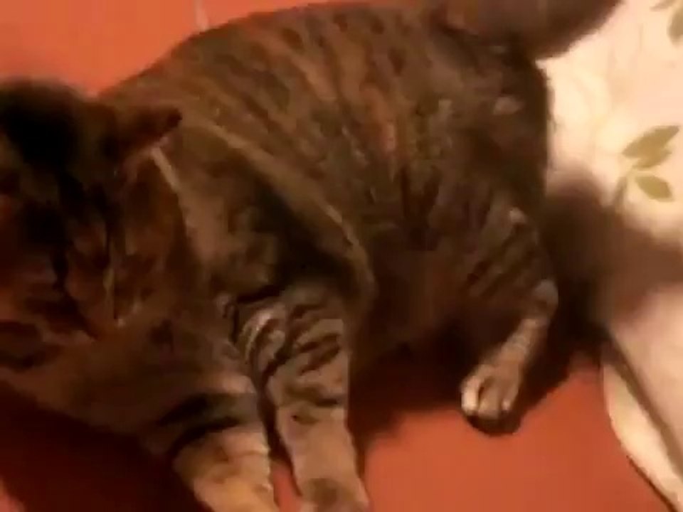 funny animals new My Cats
