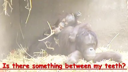 funny animals new Monkeys spanking each other