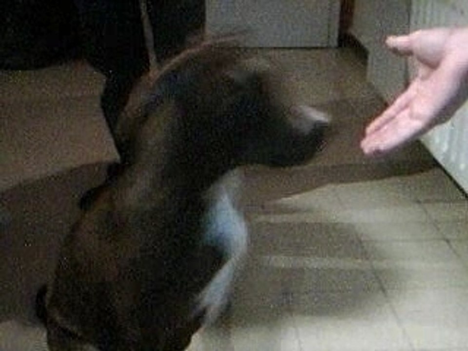 this is my 6month old amstaff