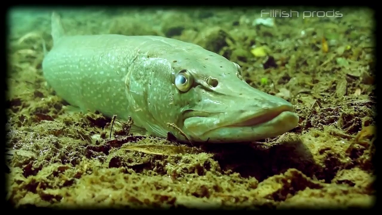 Poissons sauvages 7