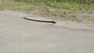 yılan dansı
