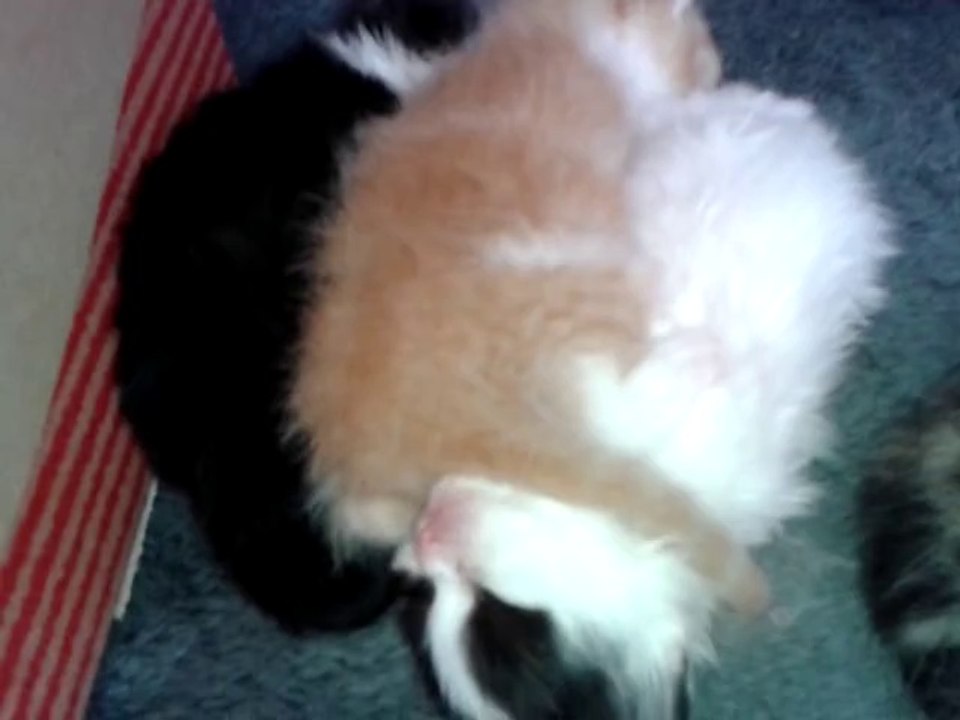 Chatons Luna/Drago 20 jours - dodo