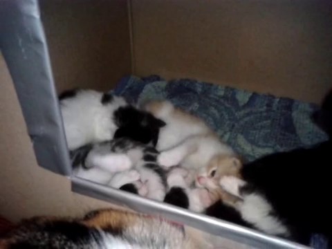 Chatons Luna/Drago 20 jours - jouent ensemble