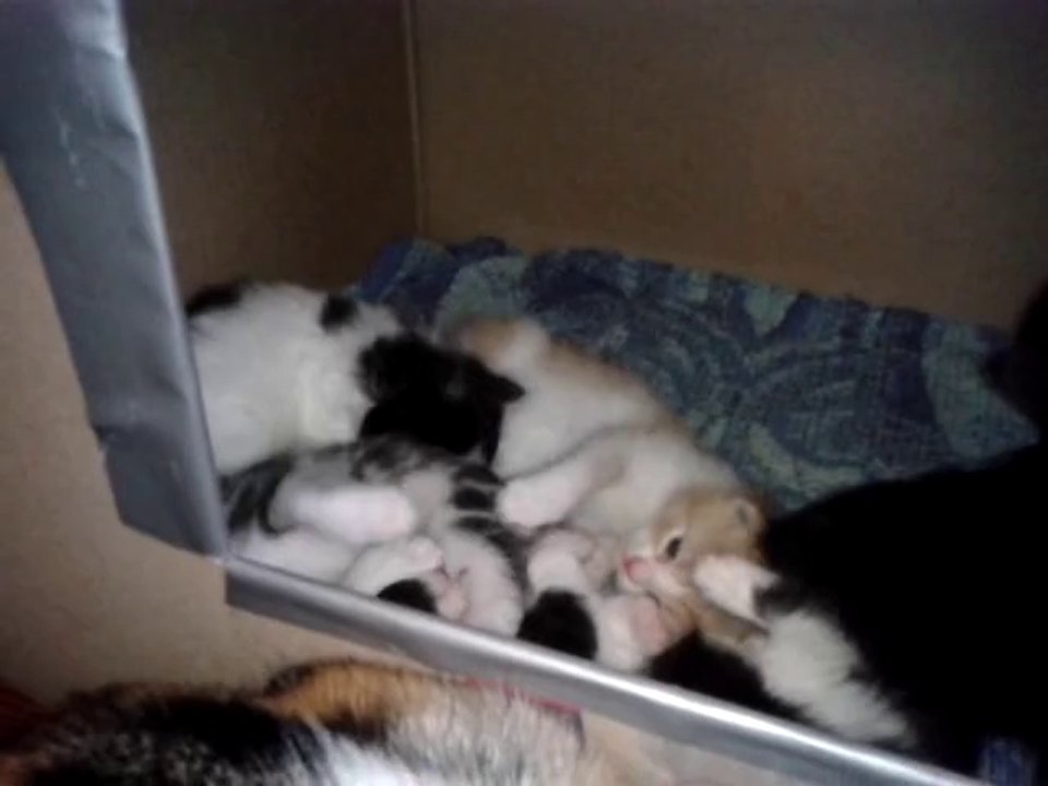 Chatons Luna/Drago 20 jours - jouent ensemble