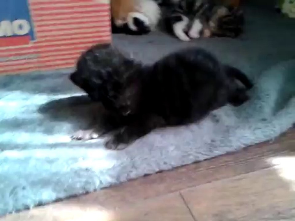 Chatons Luna/Drago 20 jours - le noir tout seul