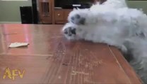 Hilarious dog trying to catch something on a table.... Dumb animal!