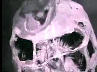 BOOM BIP - THE BIRDCATCHER'S RETURN