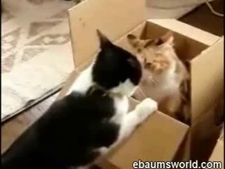 Cat Fight In Box