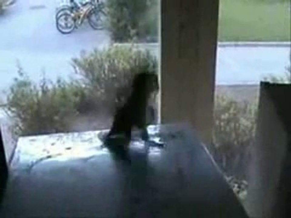 Crazy Parrot Jumping Hard Fun