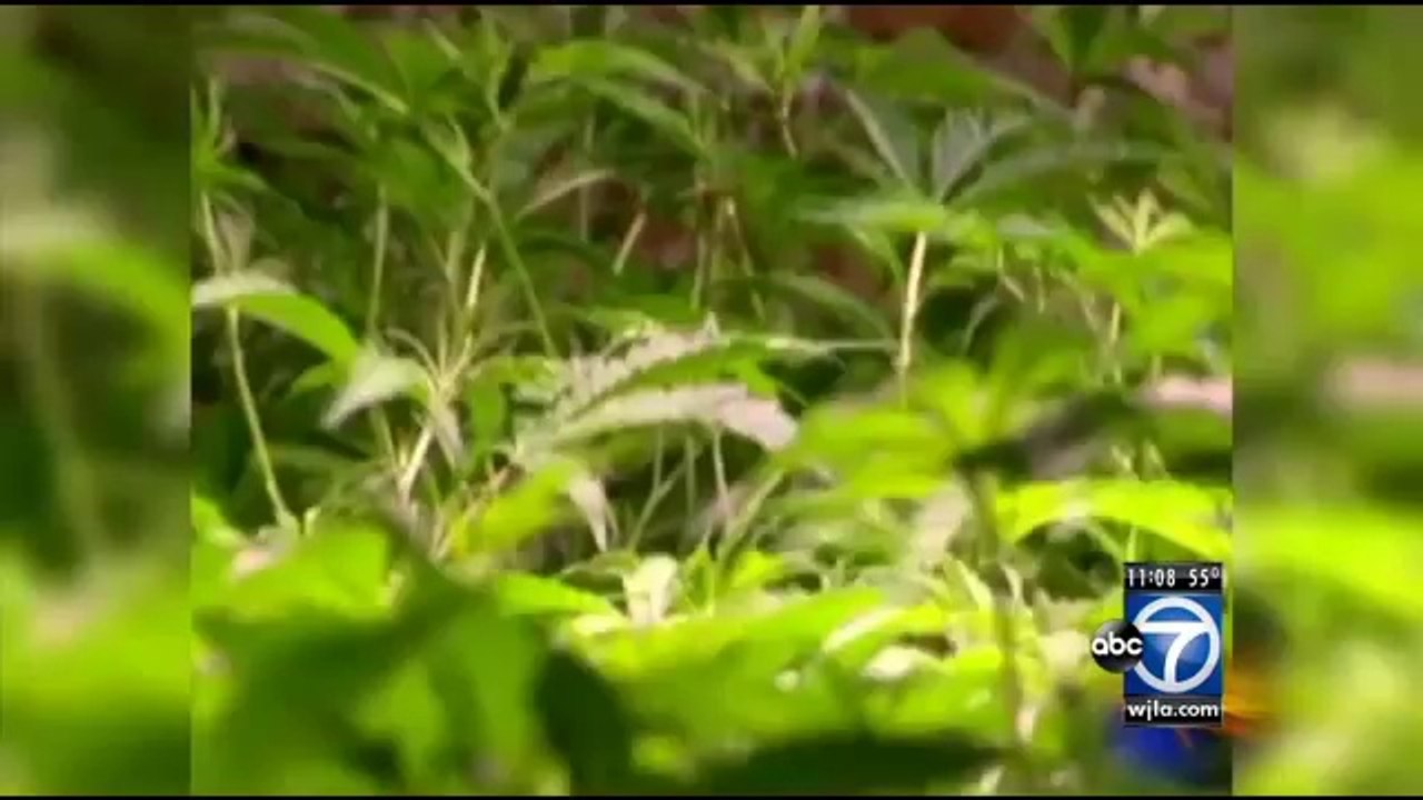 DC legalized marijuana, getting caught with an ounce or less equals a $25 fine to take effect in 53 days