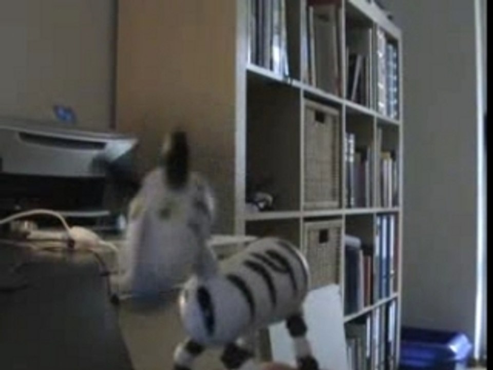 crazy zebra