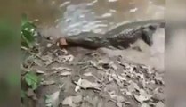 SHOCKING Video of Alligator That Tucks Into an Electric Eel-pekistan.com