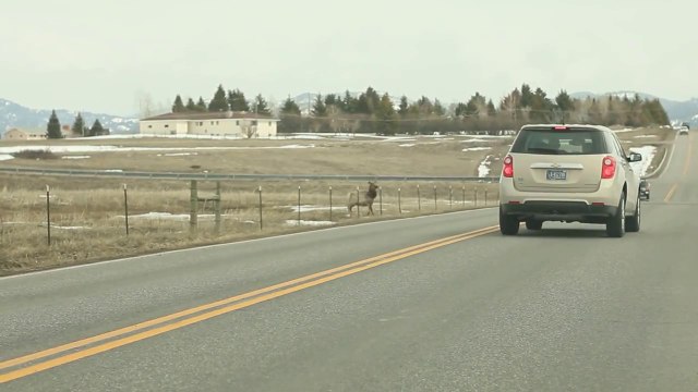 Troupeau géant de Cerfs qui traverse une route dans le Montana! Meme pas peur....