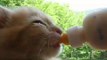 Abandoned Kitten Enjoys His Meal With Gusto