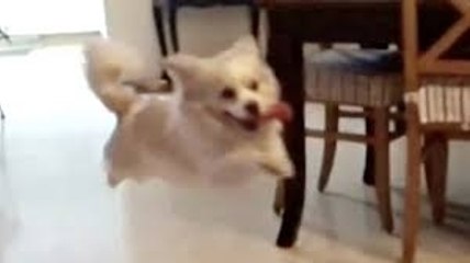 This Dog Has The Happiest Failure -LoL