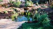 Paysagiste, aménagement extérieur : créer un jardin aquatique, aménager un bassin, jardin de paysagiste