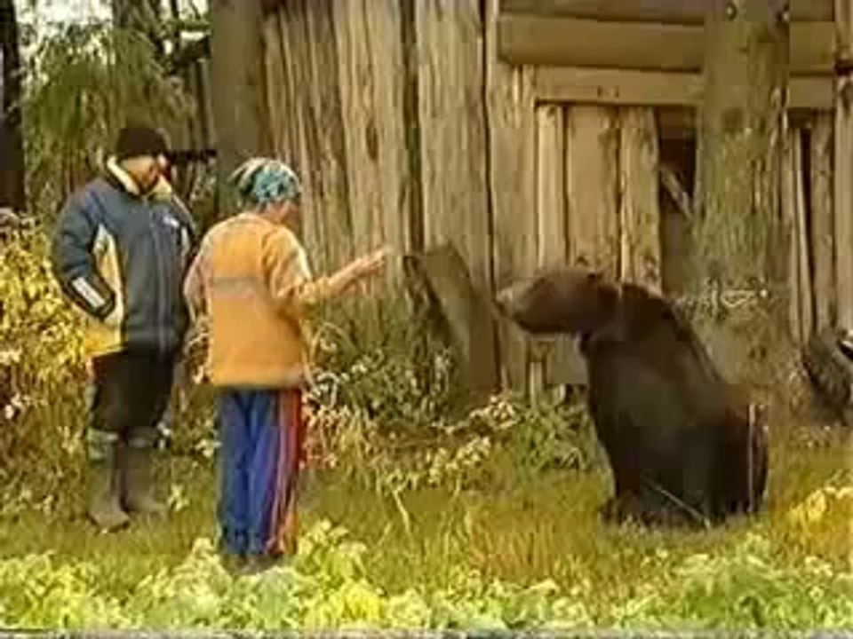 un ours attaque une femme interdit -18