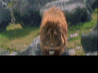 Bayan Flash Nick Seslietkin | www.seslietkin.com | seslietkin